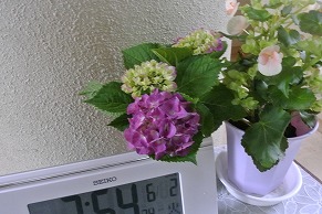 6月3日画像5