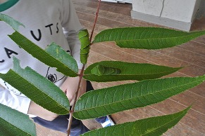 キアゲハ2
