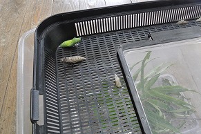 さなぎ1