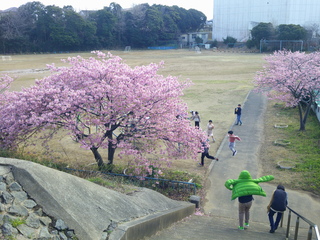 kawazuzakura