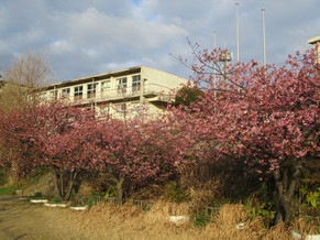 河津桜