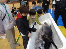 マグロの解体１