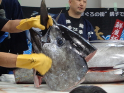 マグロの解体３